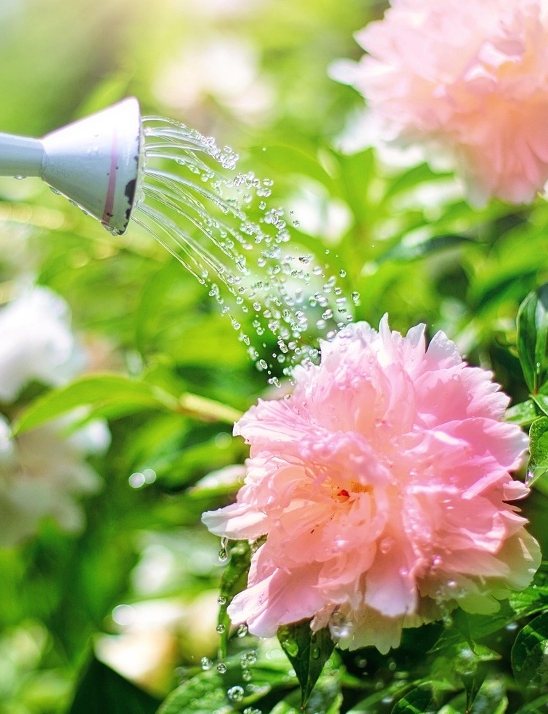 Pommeau d'arrosoir et pivoine, Effleurs