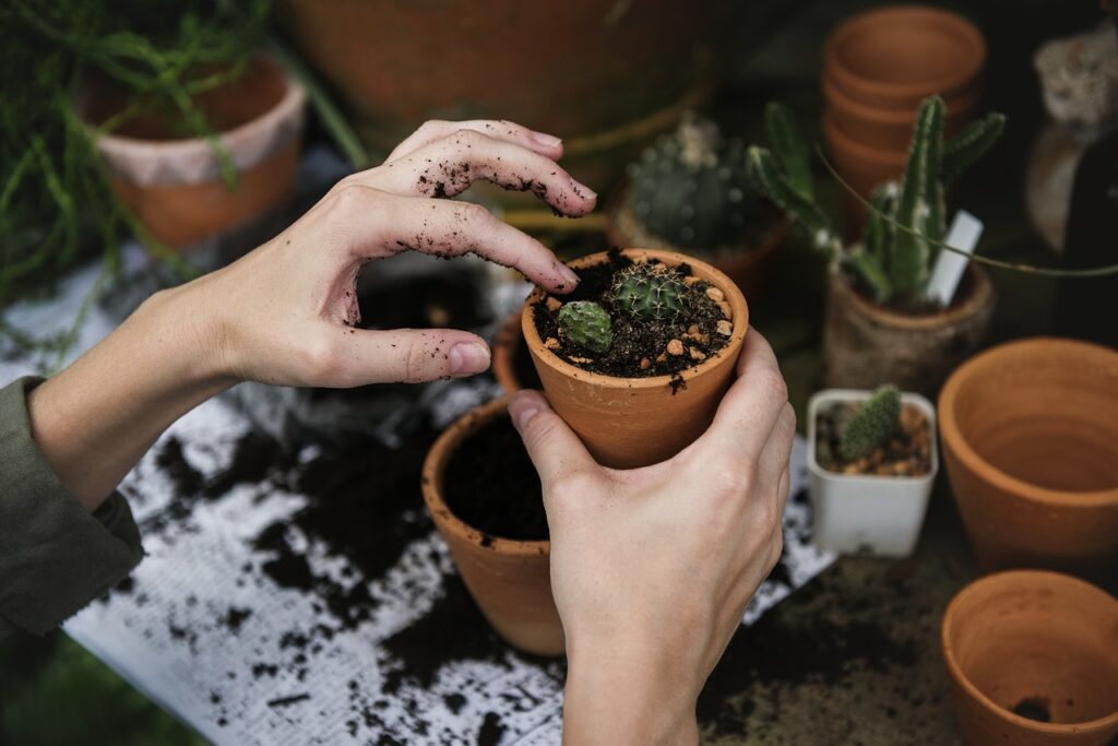 Remplissage d'un pot de terre et de cactus, Effleurs