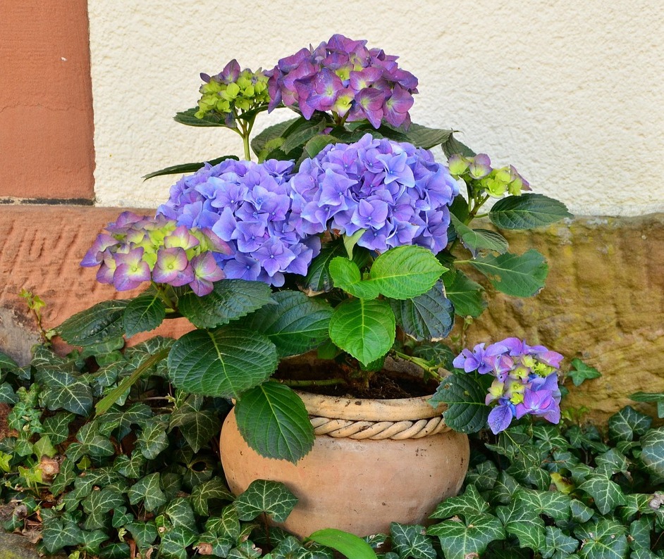 6 conseils pour protéger vos plantes et vos fleurs en cas de fortes chaleurs