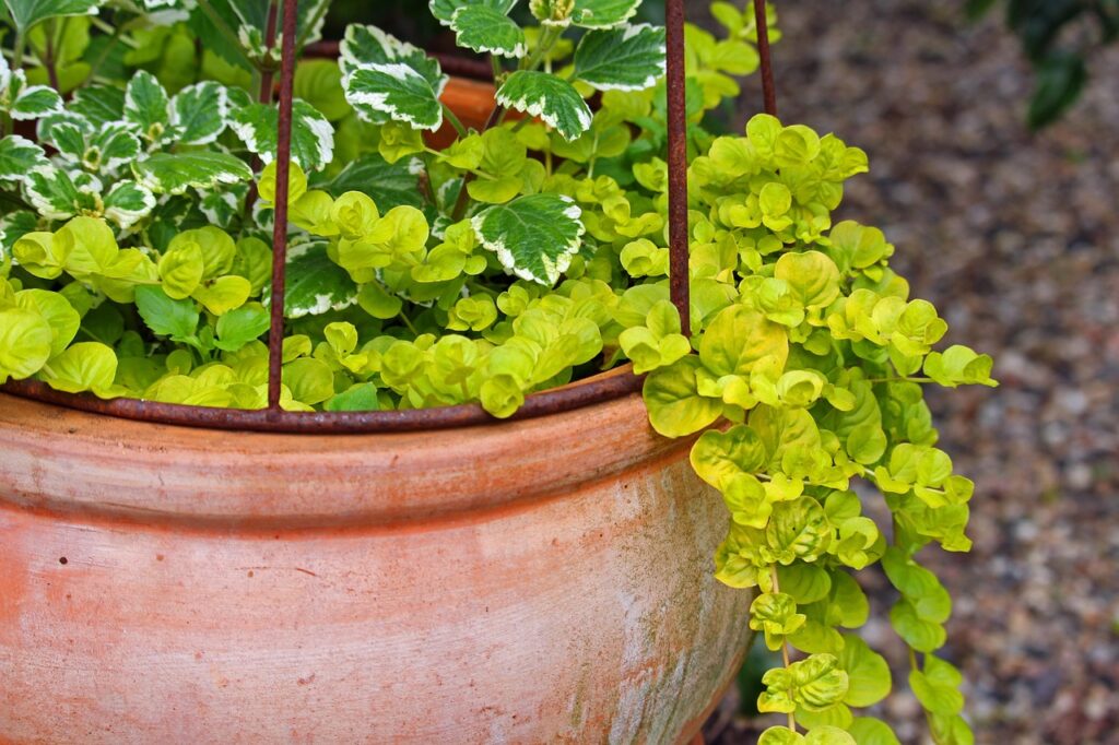 Plantes vertes, 2 variétés, pot en terre, Effleurs
