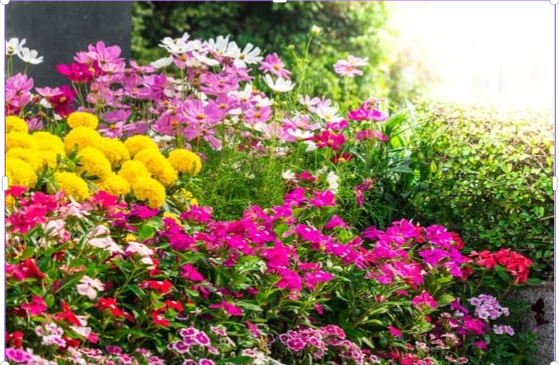 Quoi planter en avril dans son jardin ? Nos conseils pour un massif fleuri tout l’été
