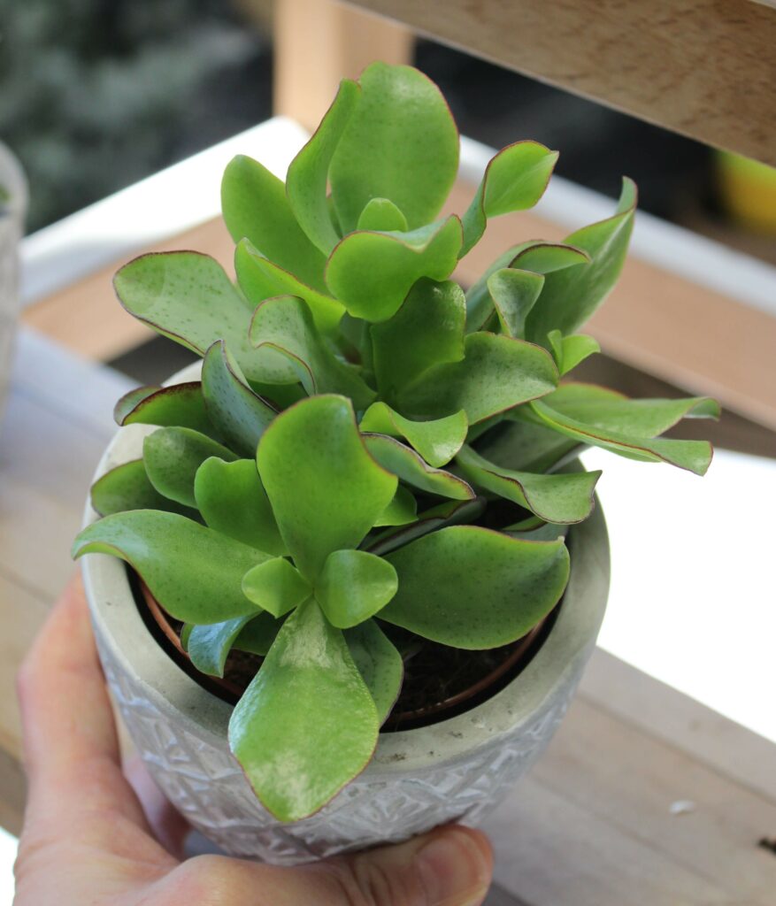 Plante verte dans un pot