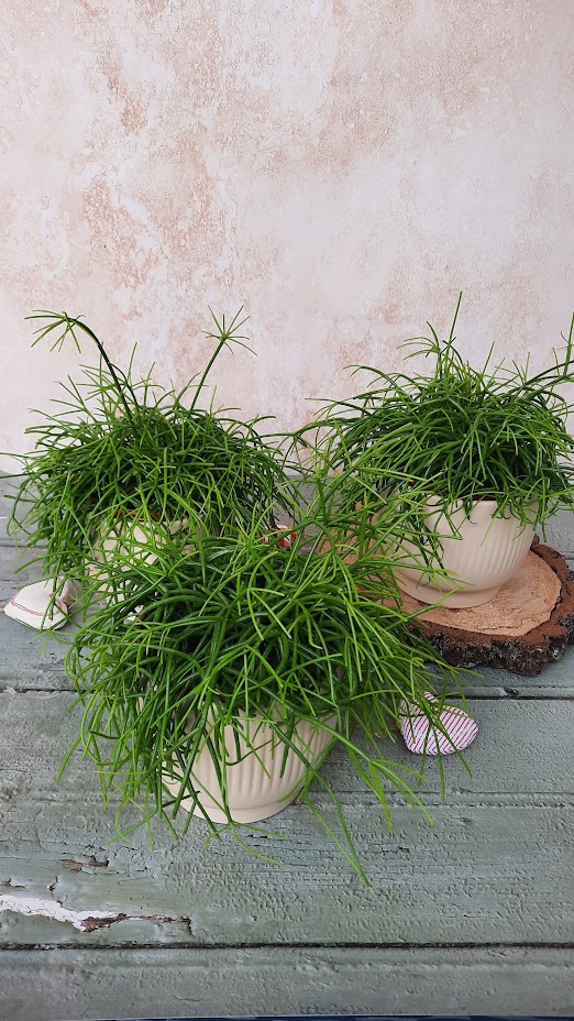 3 plantes vertes en pot, Effleurs